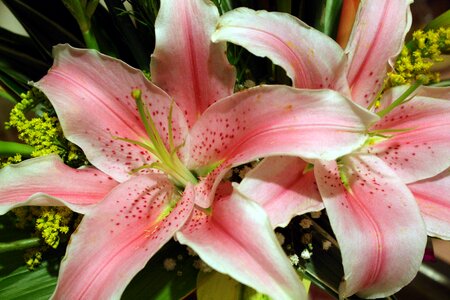 Lilies pink flower lily