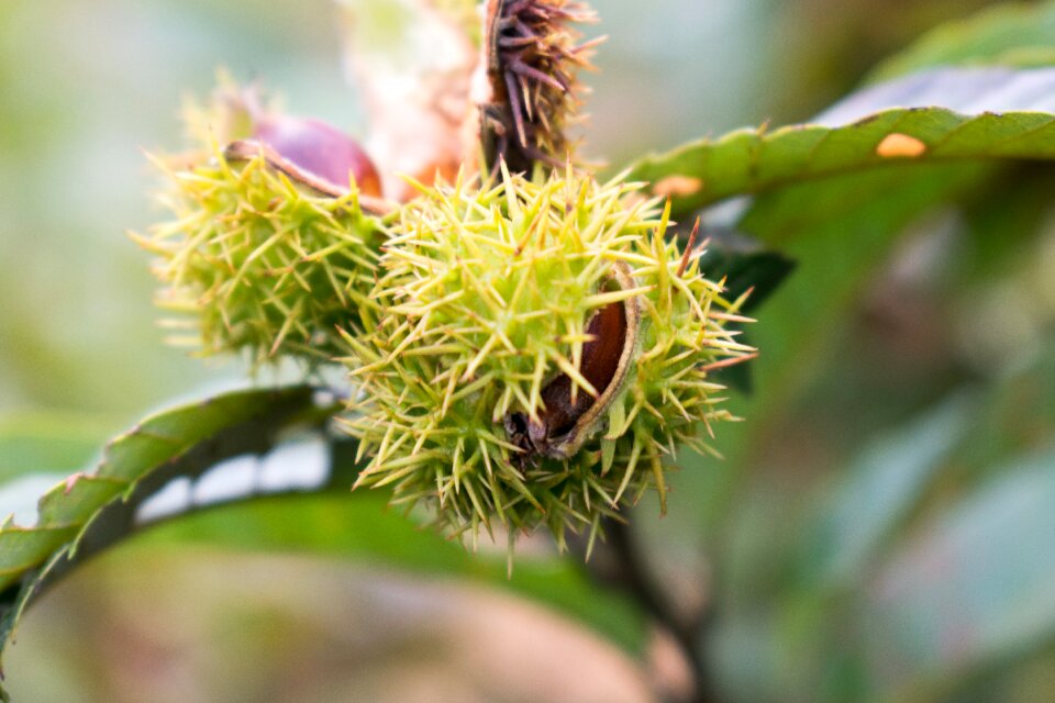 Chestnut shell wild chestnut shell chestnut thorn