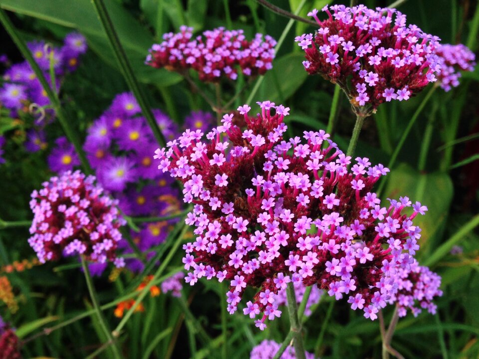 Verbena garden autumn
