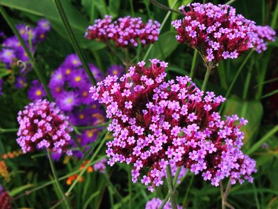 Verbena garden autumn