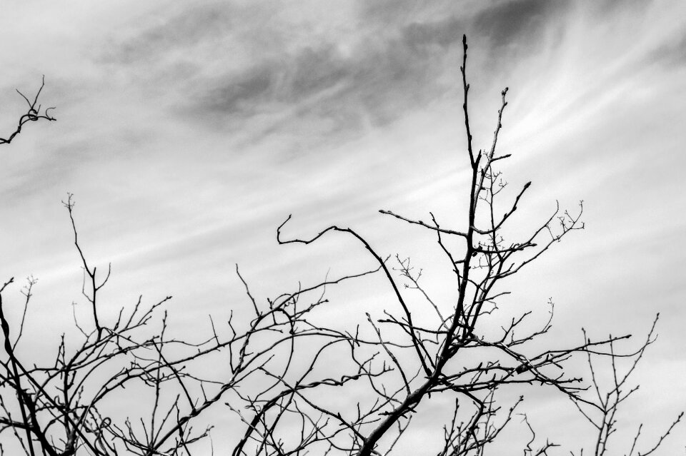 Tree black and white bw