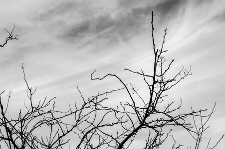 Tree black and white bw photo
