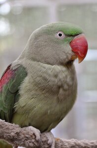 Colorful aviary bill photo