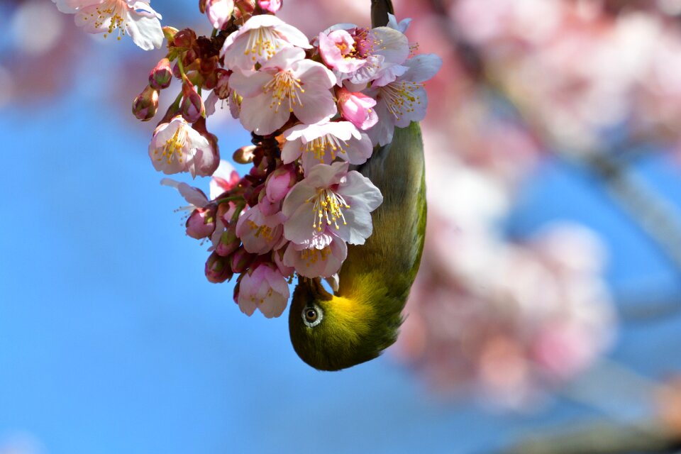 Cherry blossoms wood japanese white-eye