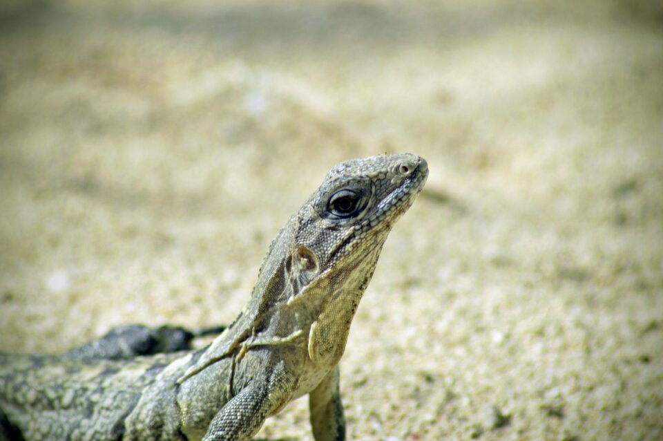 Animal reptile lizard