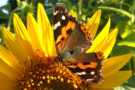 Insect bug butterfly