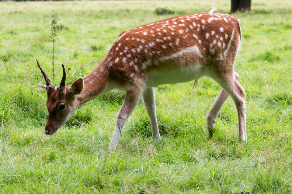 Forest fallow deer scheu