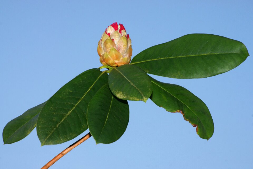 Flora nature tree