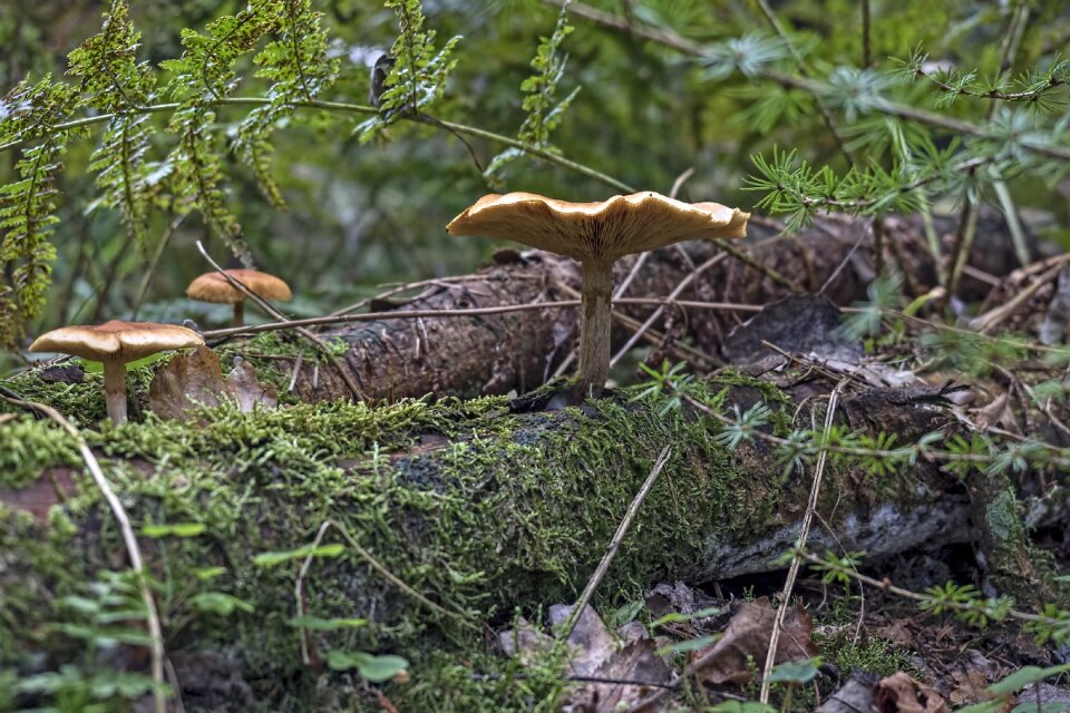 Autumn nature bottom