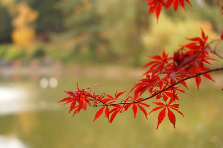 Autumn leaves autumn red