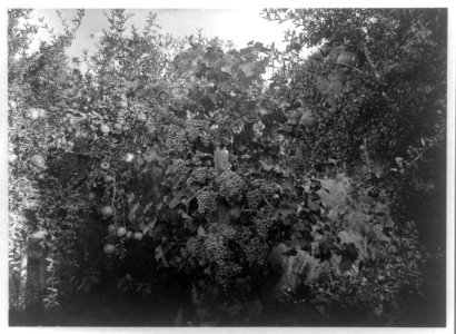 Bakersfield a cottage home, Black Hamburgs. LCCN89707989