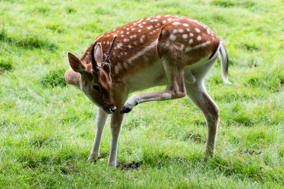 Forest fallow deer scheu