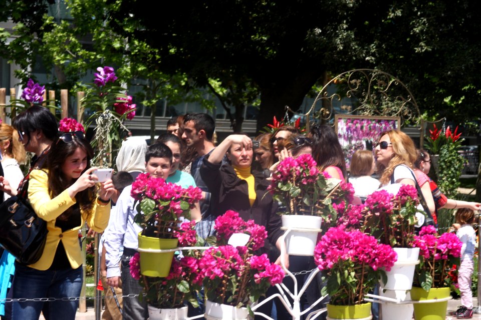Bakıda “Gül bayramı” 2014 - VOA - 04