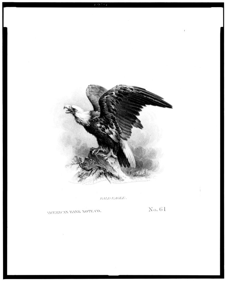 Bald eagle - American Bank Note Co. LCCN93517227