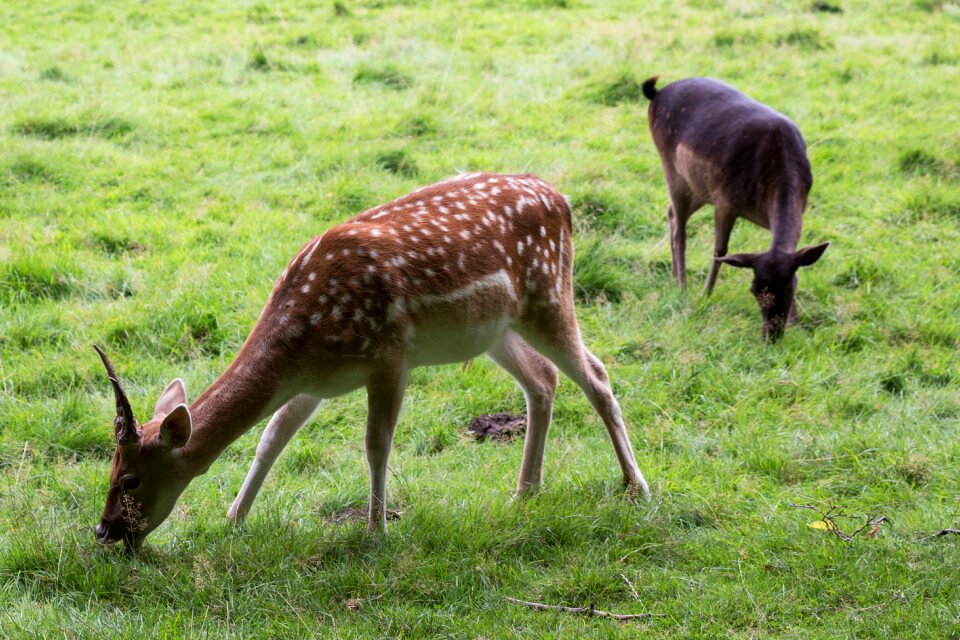 Forest fallow deer scheu photo