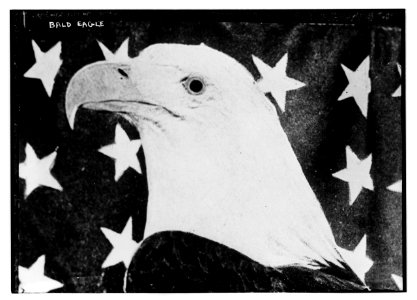 Bald Eagle LCCN2014716686