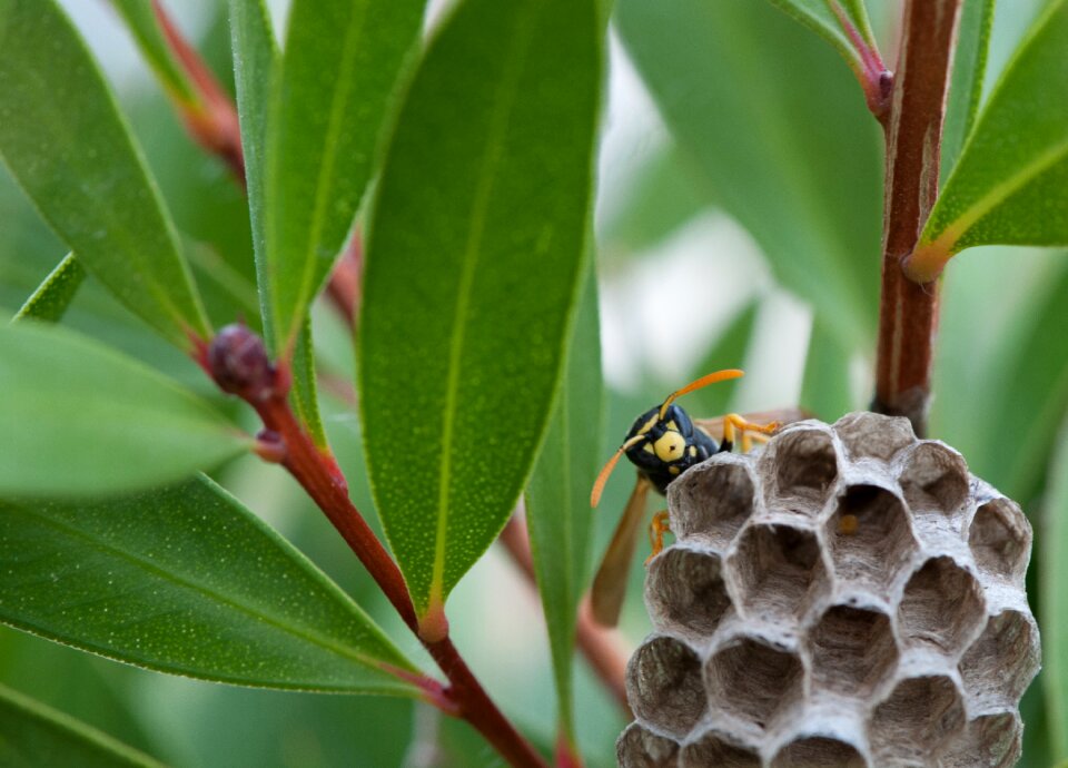 Small insect insect nature