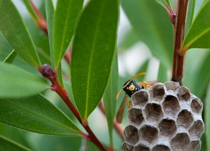 Small insect insect nature