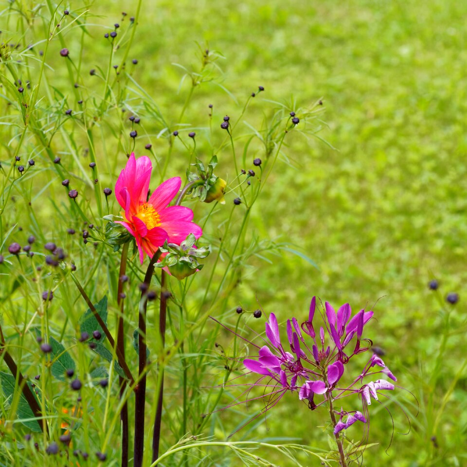 Nature summer flowers flowering