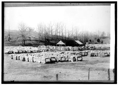 Baled cotton LCCN2016821076