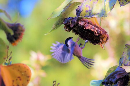 Food blossom bloom