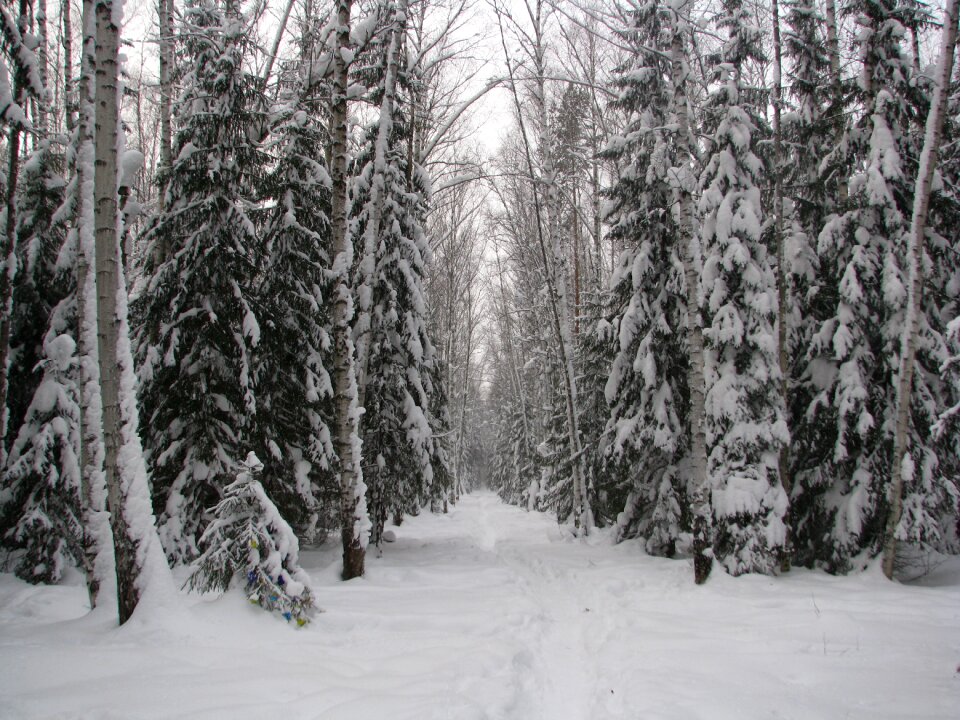 Walking winter forest snow