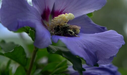 Pollination pollen nature