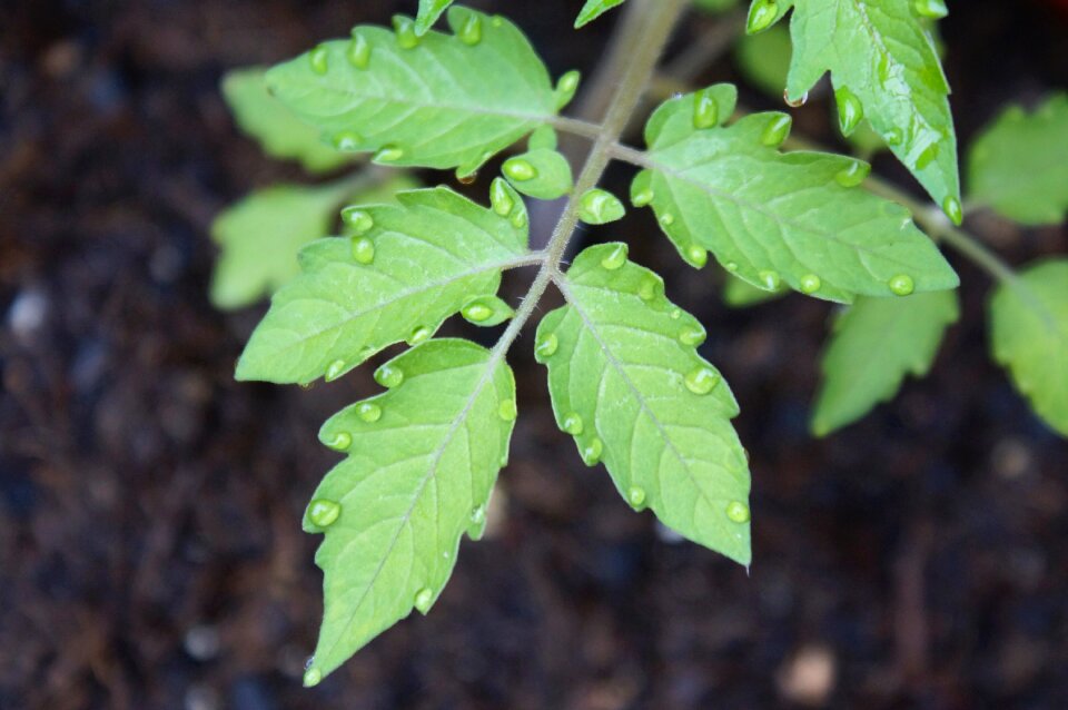 Drip plant bush tomato