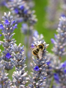 Libar wild flower lavender photo