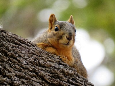 Rodent mammal nature