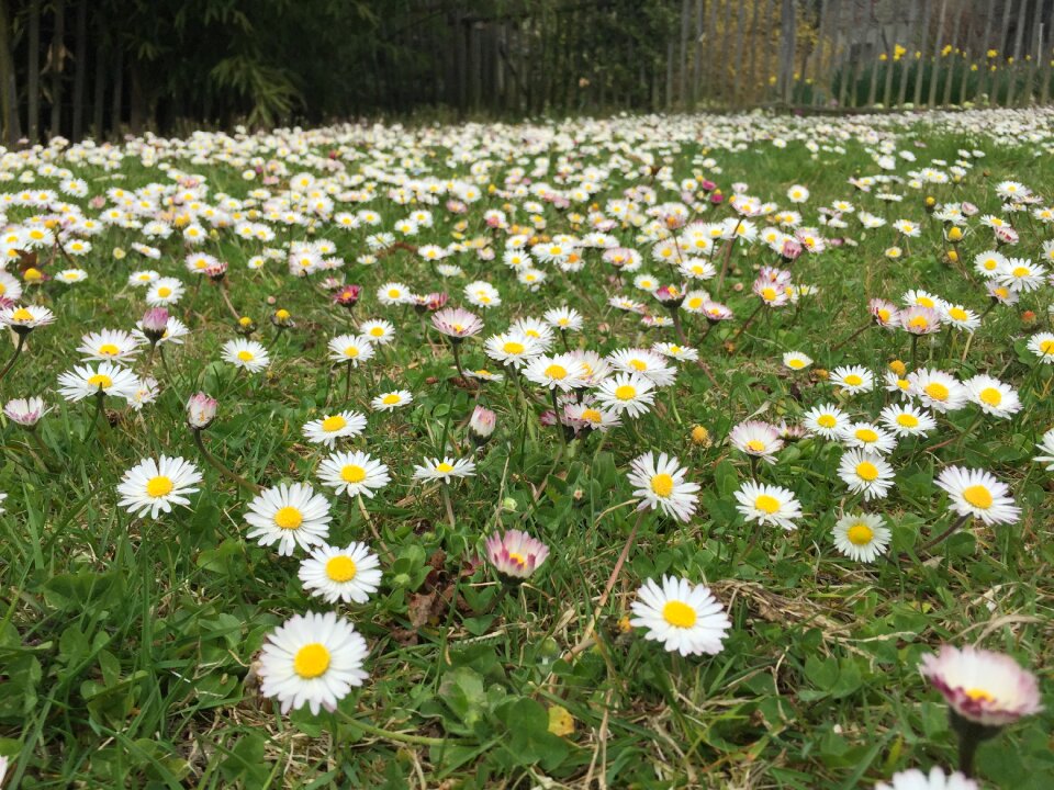 White flower ground summer ground