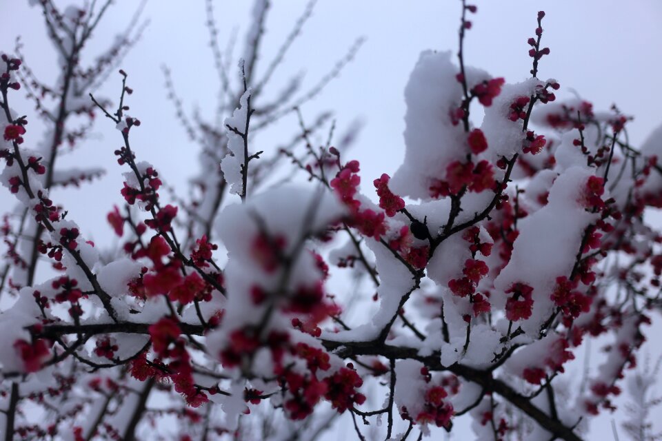 Season winter cherry