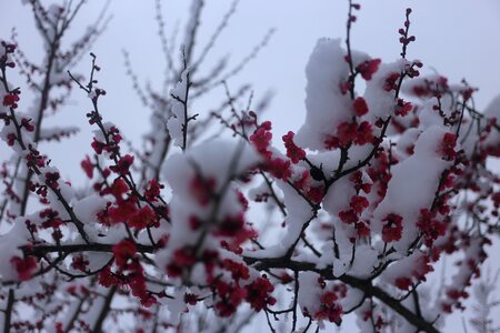 Season winter cherry photo