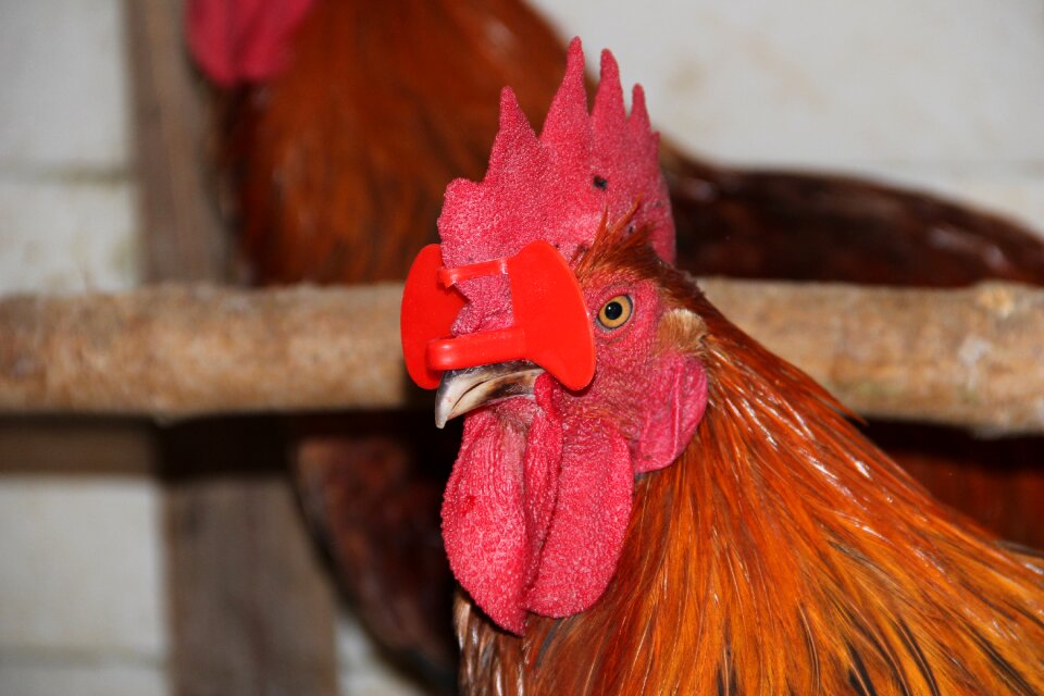 Glasses for chickens economy birds
