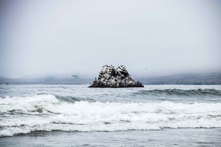 Birds beach sand photo