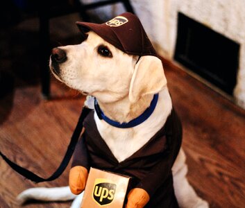 Animal ups company