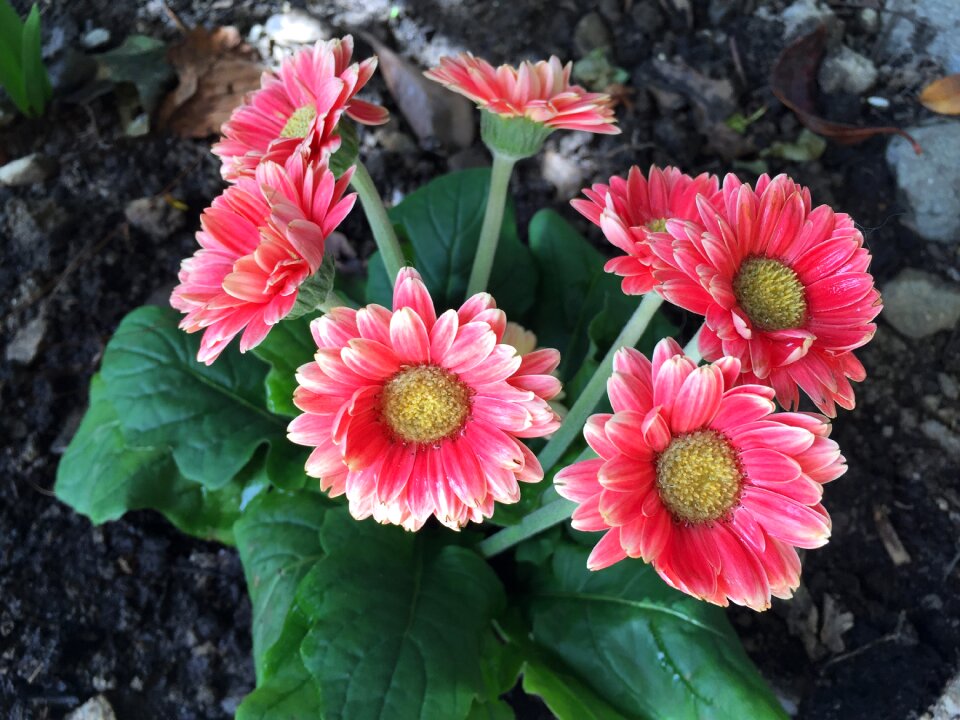 Pink garden colorful
