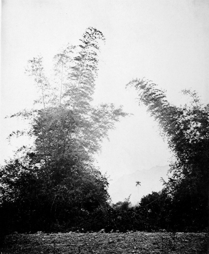BAMBOOS OF BAKSA