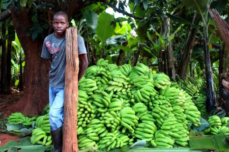 Banana farmer in Honde Valley, Zimbabwe (36296183273)