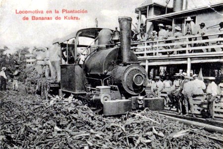 Banana plantation (48645522158)