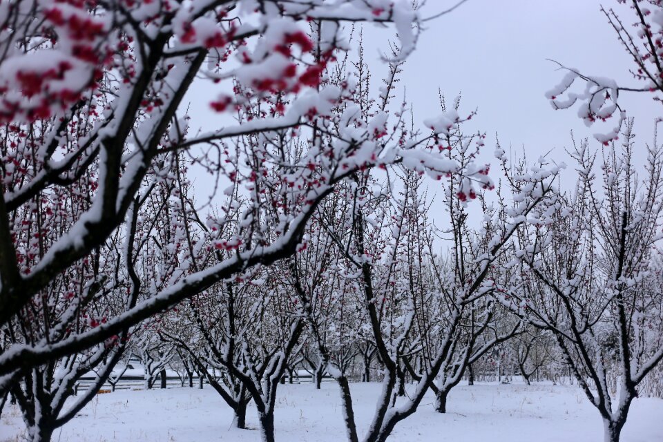 Season winter snow