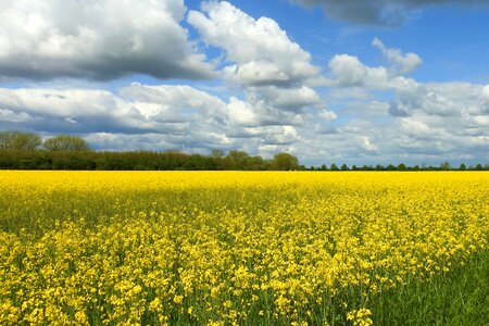 Field landscape sky