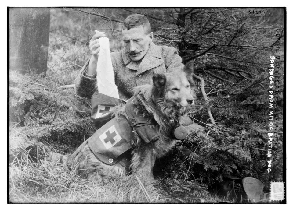Bandages from kit of British Dog LCCN2014699095