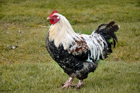Farm gockel animal