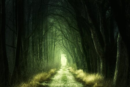 Nature trees avenue