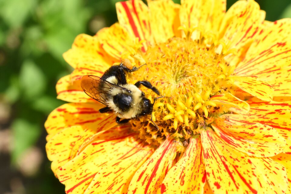 Insect honey yellow