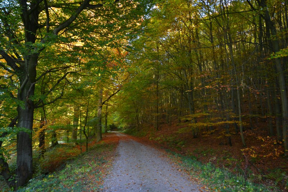 Autumn backlighting nature
