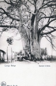Baobab à Boma-Congo belge