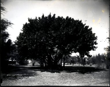 Banyan Tree in Kapiolani Park, photograph by Brother Bertram