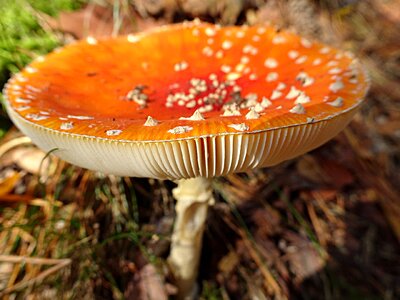 Mushroom agaric red photo